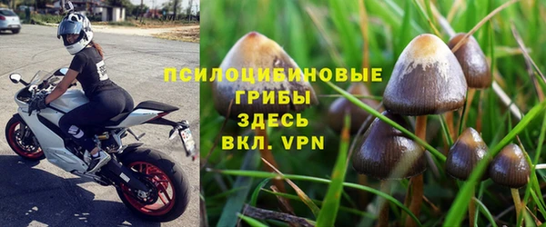 прущие грибы Алексеевка
